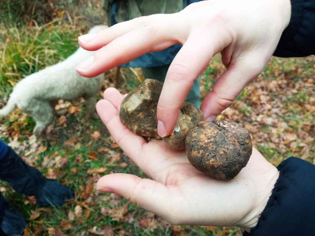 Ricerca, racconto e sapore: vivere il tartufo in Valdera con Savini Tartufi
